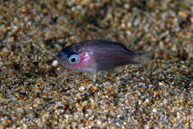 juvenile Chromis chromis